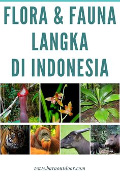 Detail Gambar Fauna Dan Flora Di Indonesia Nomer 39