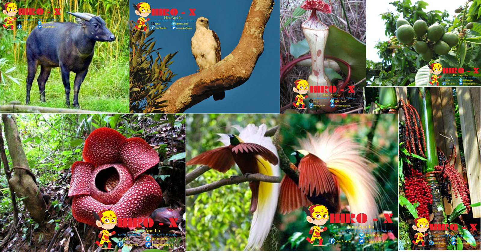 Detail Gambar Fauna Dan Flora Di Indonesia Nomer 43