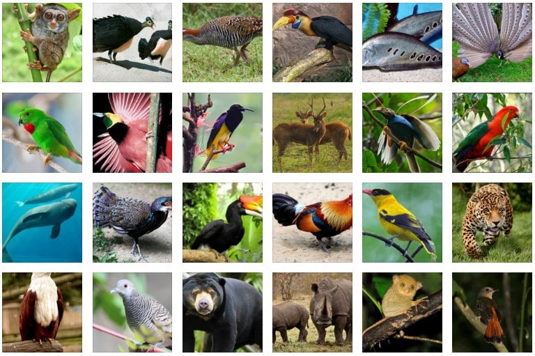 Detail Gambar Fauna Di Indonesia Nomer 2