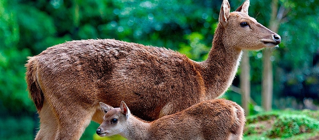 Detail Gambar Fauna Di Indonesia Nomer 18