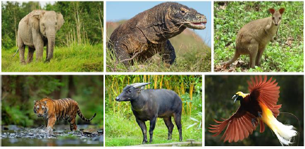 Detail Gambar Fauna Di Indonesia Nomer 20