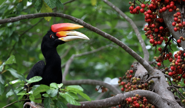 Detail Gambar Fauna Di Indonesia Nomer 24