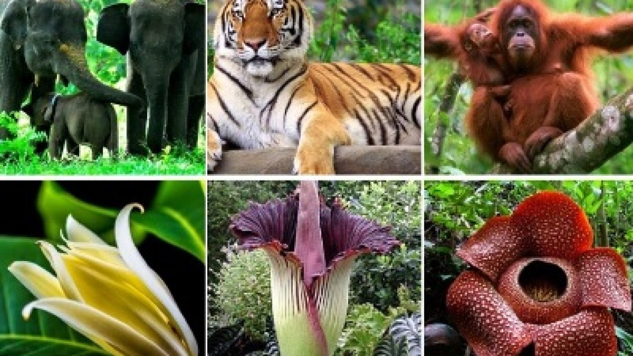 Detail Gambar Fauna Di Indonesia Nomer 40