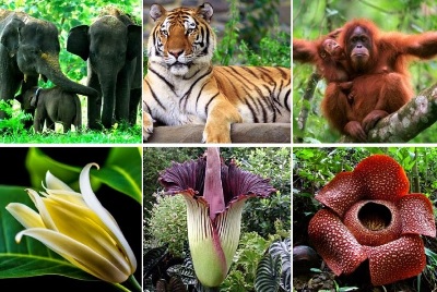 Detail Gambar Fauna Di Indonesia Nomer 42