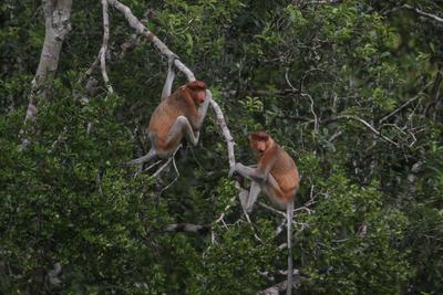 Detail Gambar Fauna Di Indonesia Nomer 48