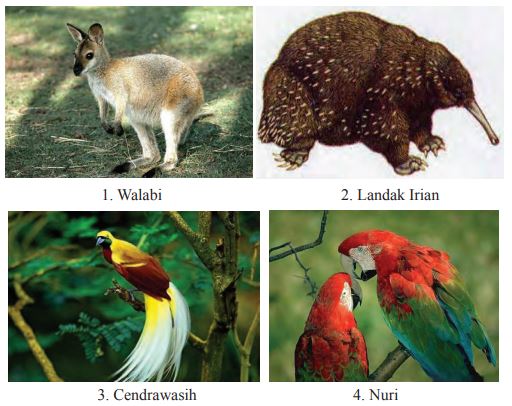 Detail Gambar Fauna Di Indonesia Nomer 52