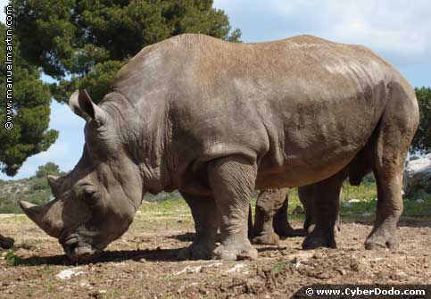 Detail Gambar Fauna Di Indonesia Nomer 8