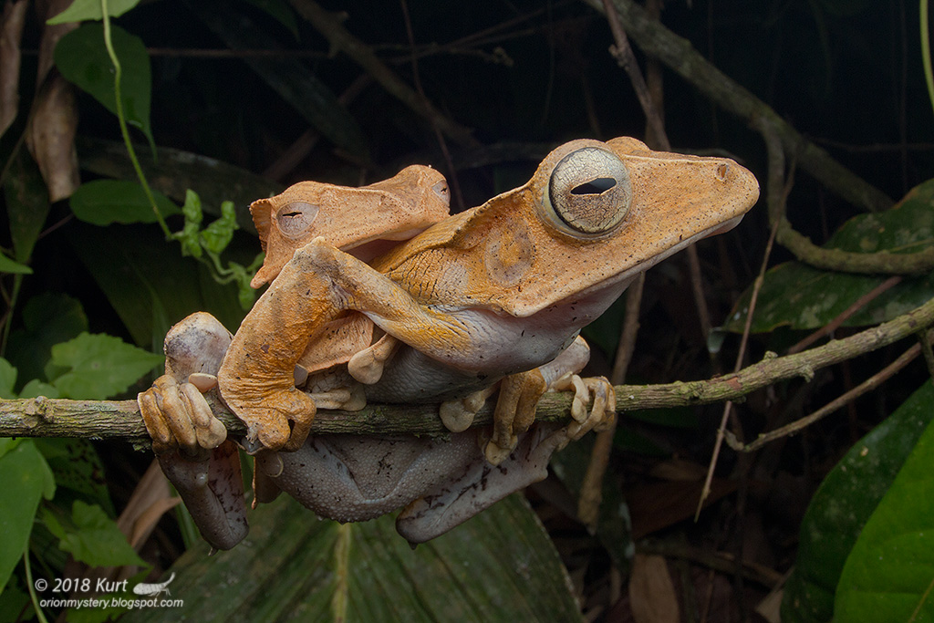 Detail Gambar Fauna Di Malaysia Nomer 20