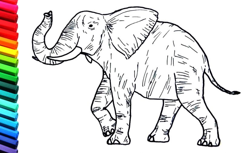 Detail Gambar Fauna Gajah Nomer 12