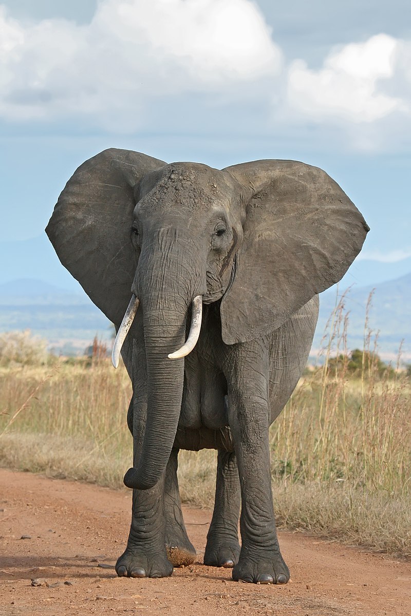 Detail Gambar Fauna Gajah Nomer 24