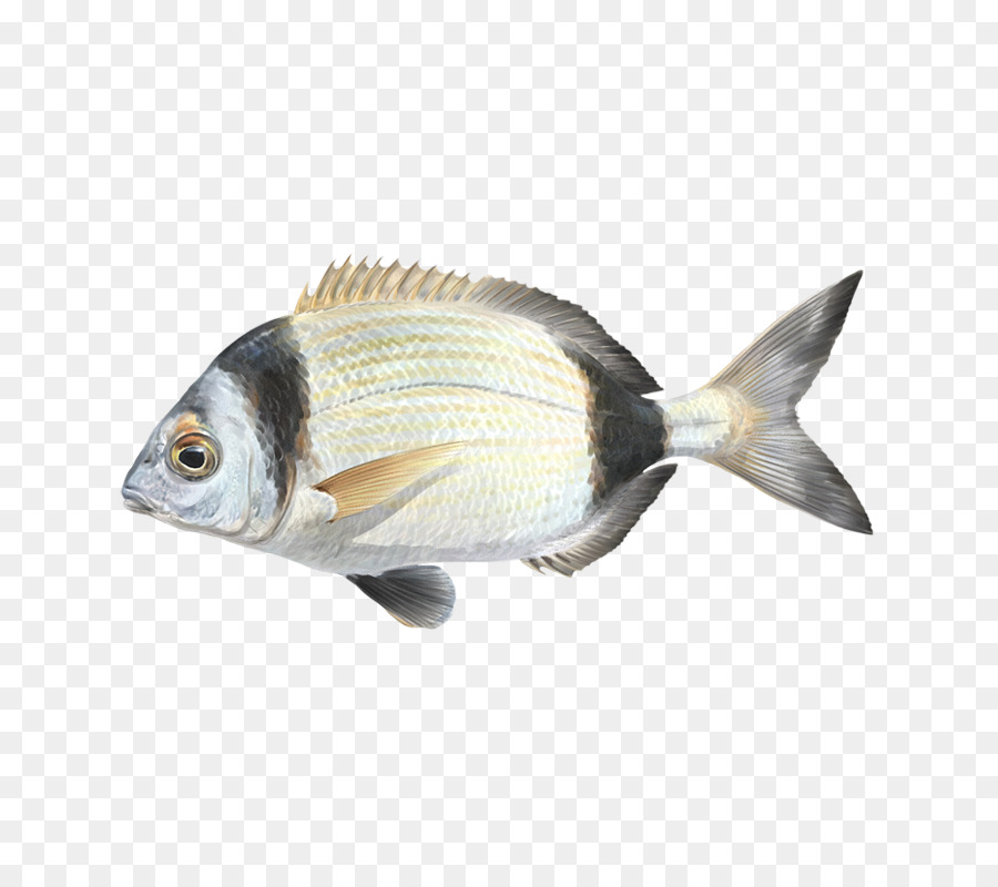 Detail Gambar Fauna Ikan Nomer 52