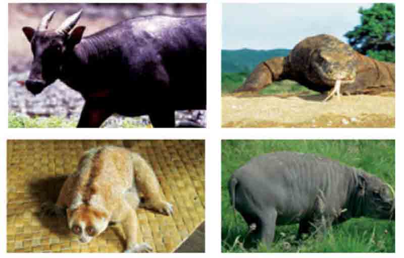 Detail Gambar Fauna Indonesia Bagian Tengah Nomer 18