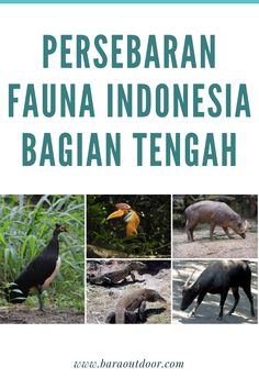 Download Gambar Fauna Indonesia Bagian Tengah Nomer 24