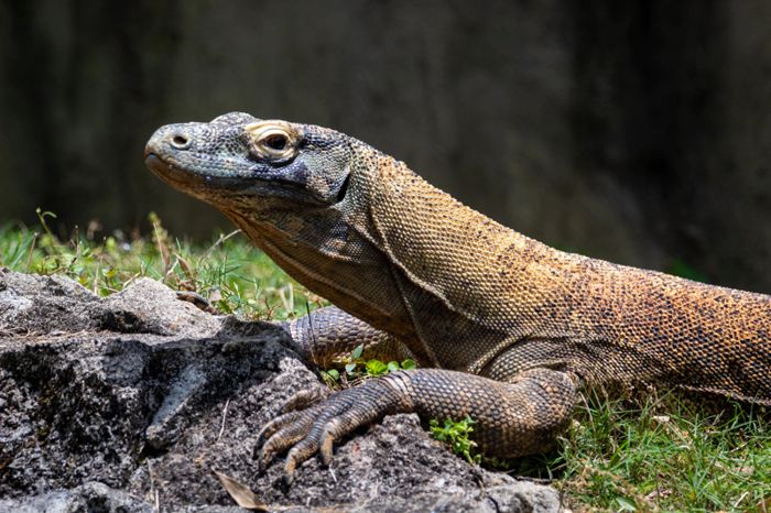 Detail Gambar Fauna Indonesia Bagian Tengah Nomer 25