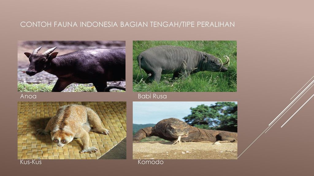 Detail Gambar Fauna Indonesia Bagian Tengah Nomer 28