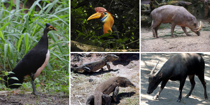 Detail Gambar Fauna Indonesia Bagian Tengah Nomer 35