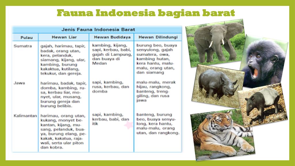 Detail Gambar Fauna Indonesia Bagian Tengah Nomer 48