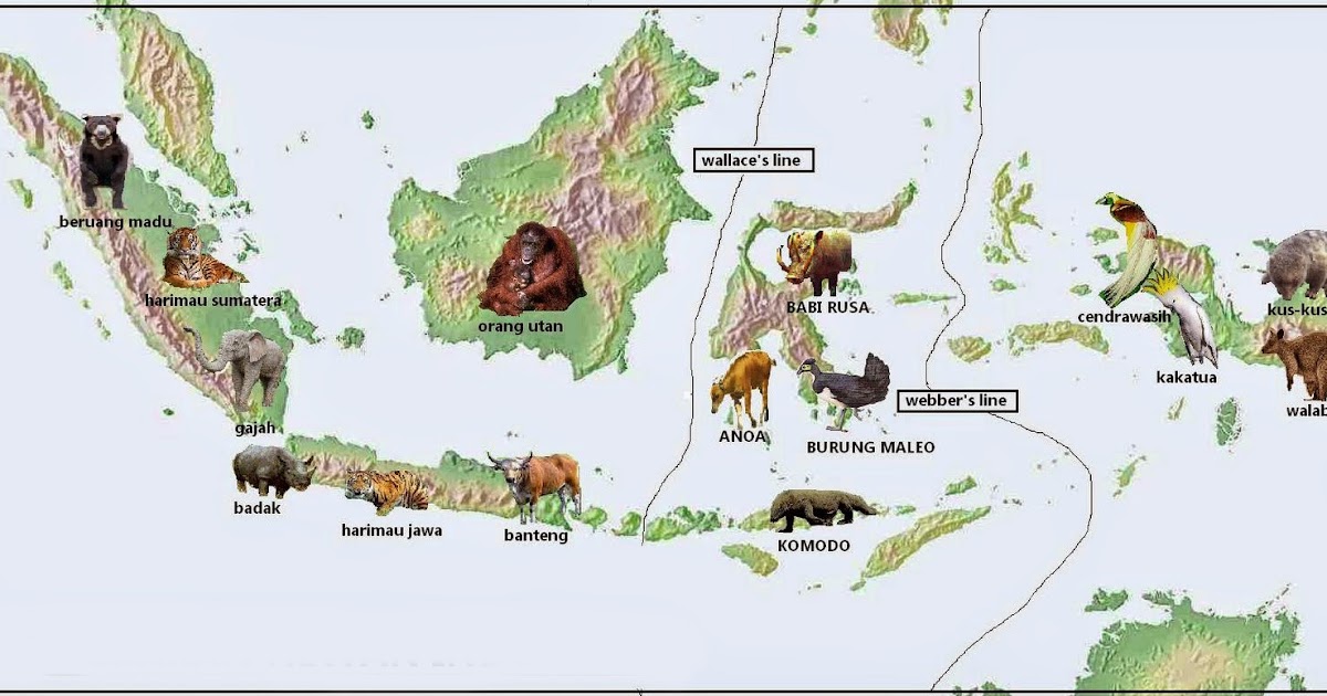 Detail Gambar Fauna Indonesia Bagian Tengah Nomer 52
