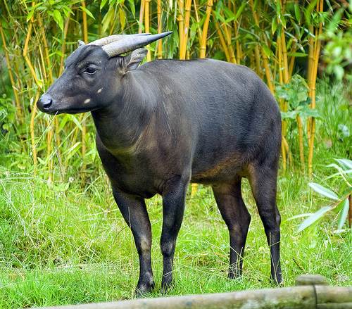 Detail Gambar Fauna Indonesia Bagian Tengah Nomer 9