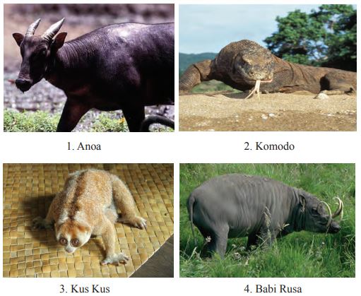 Detail Gambar Fauna Indonesia Bagian Timur Nomer 34