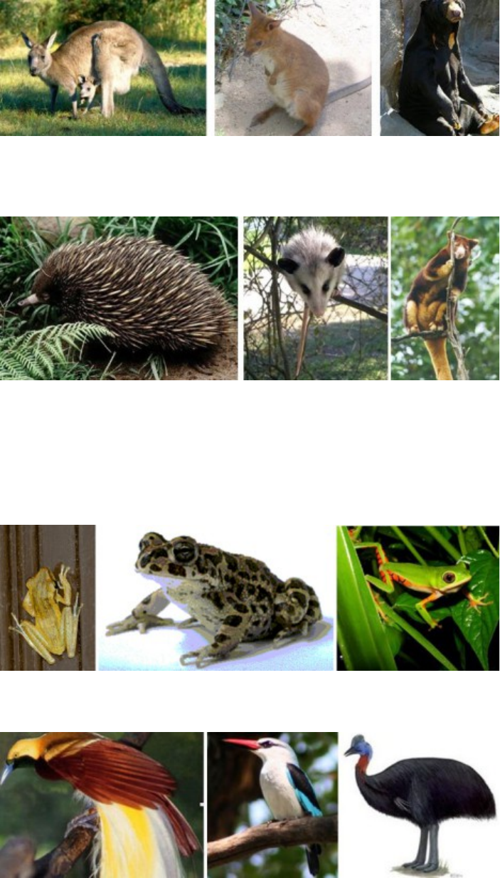 Detail Gambar Fauna Indonesia Bagian Timur Nomer 37