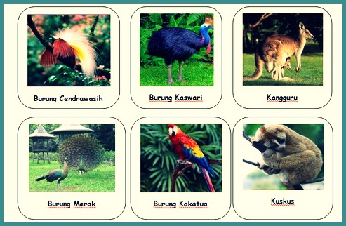 Detail Gambar Fauna Indonesia Bagian Timur Nomer 44