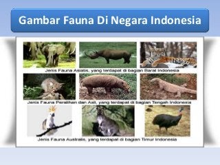 Detail Gambar Fauna Indonesia Bagian Timur Nomer 49
