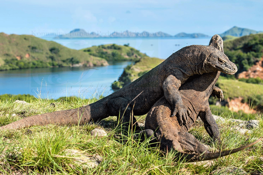 Detail Gambar Fauna Indonesia Dari Jawabarat Nomer 22