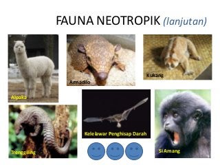 Detail Gambar Fauna Neotropik Nomer 3