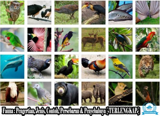 Detail Gambar Fauna Neotropik Nomer 28