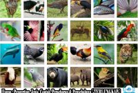 Detail Gambar Fauna Neotropik Nomer 29