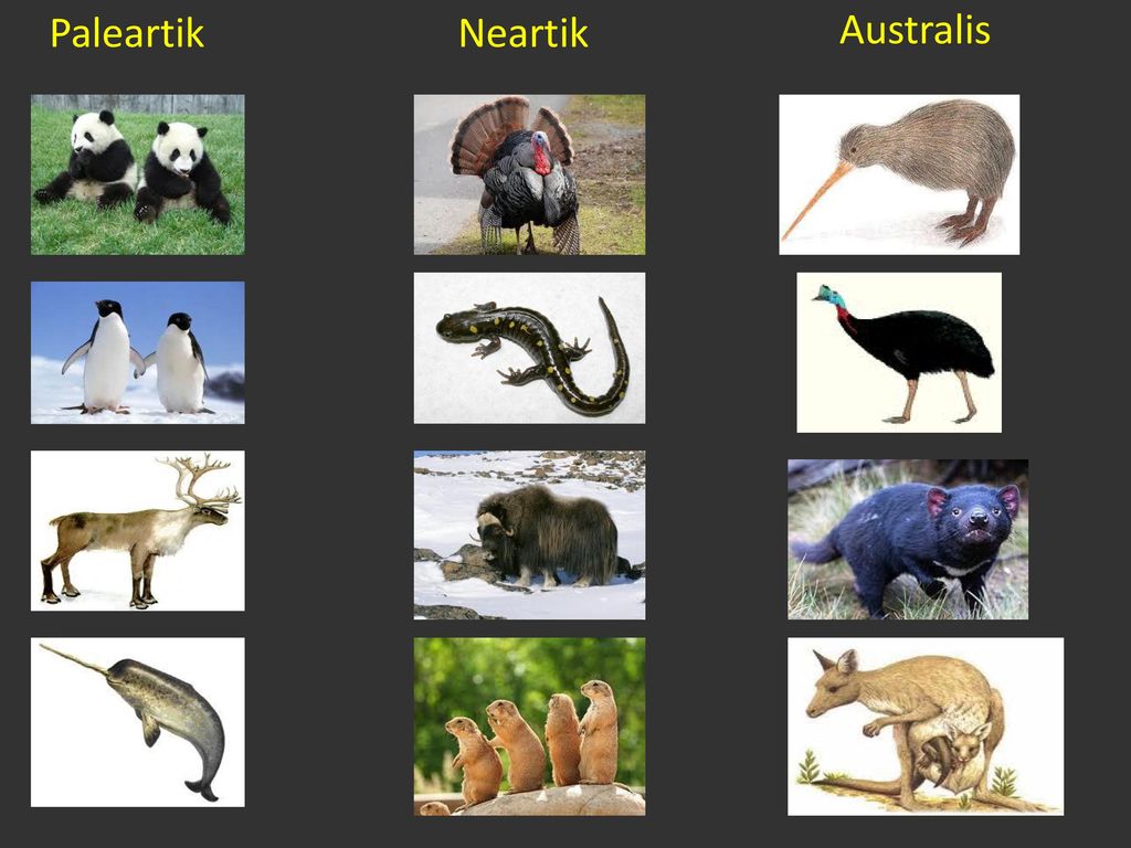 Detail Gambar Fauna Neotropik Nomer 9