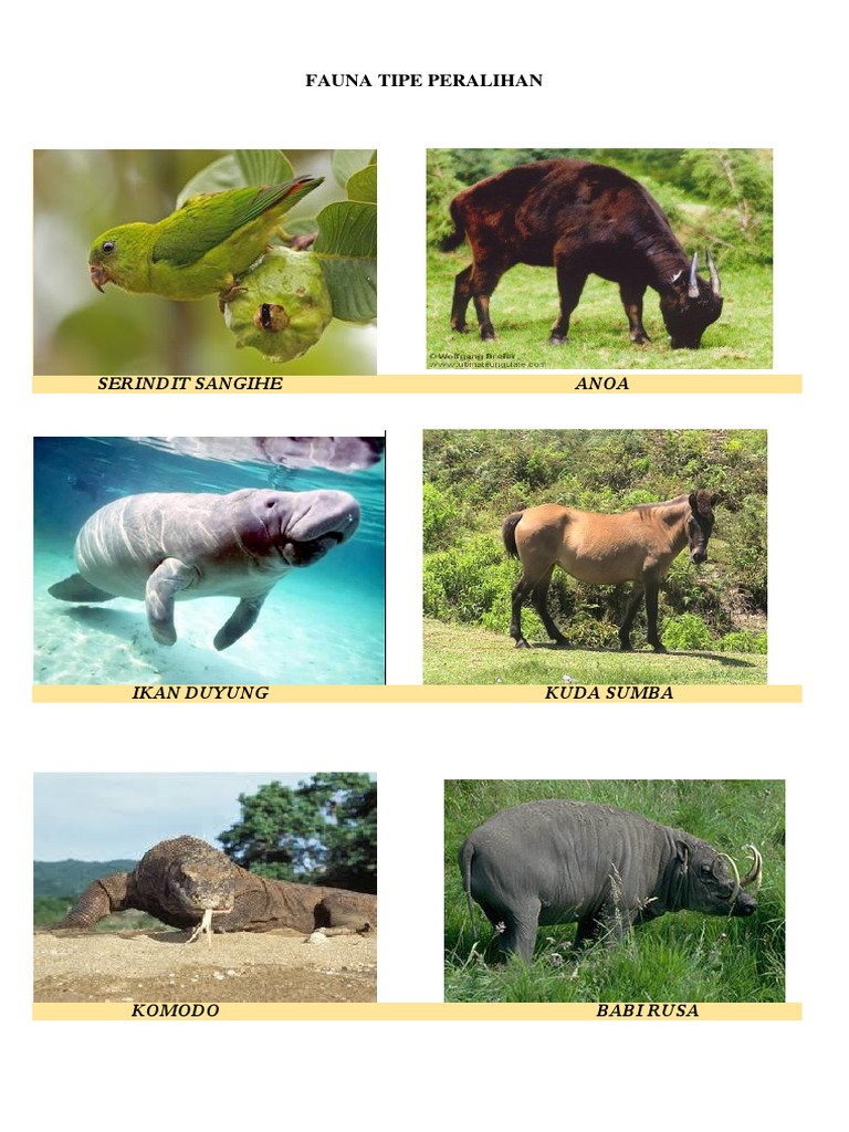 Detail Gambar Fauna Peralihan Nomer 16