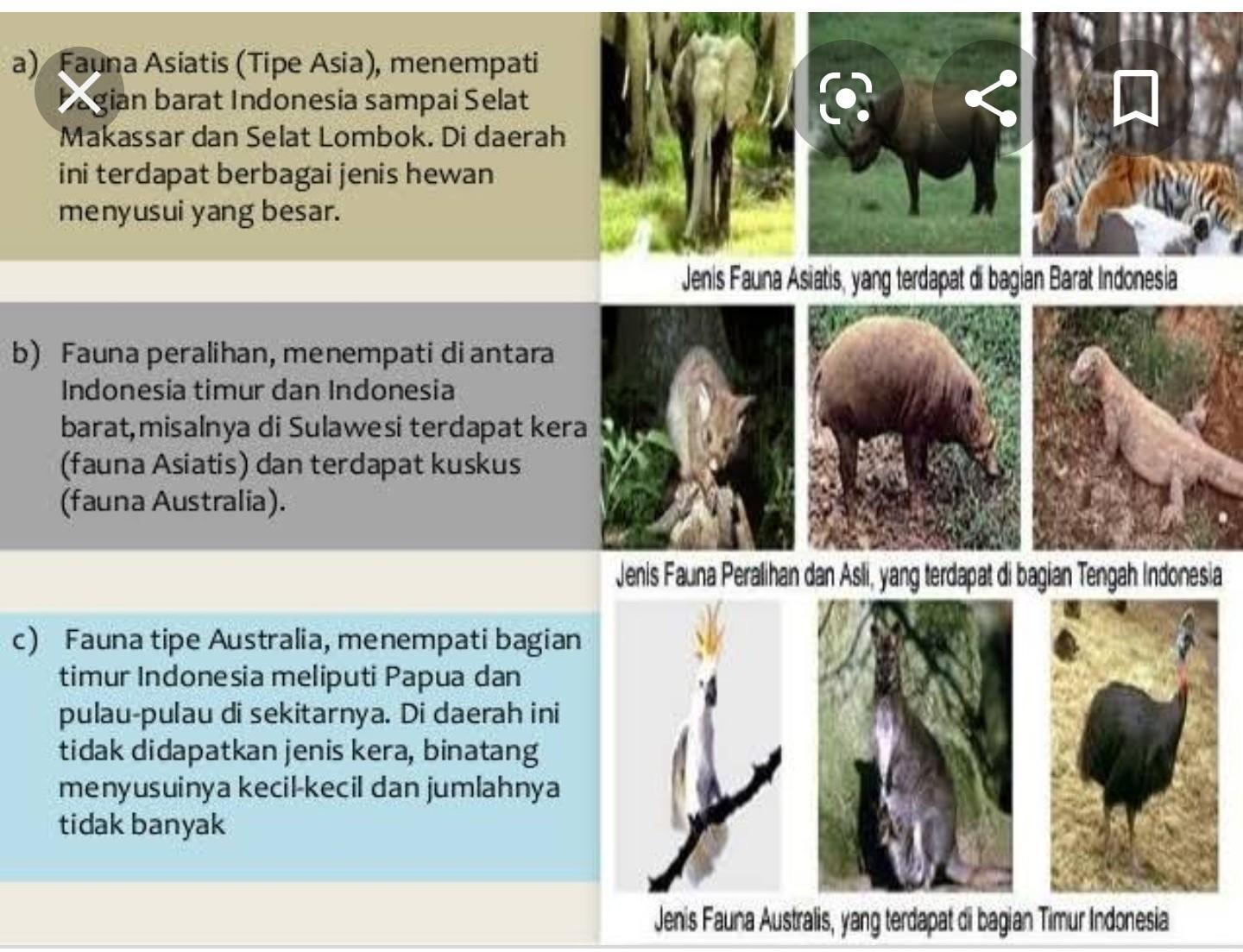 Detail Gambar Fauna Peralihan Nomer 21