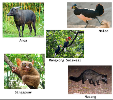 Detail Gambar Fauna Peralihan Nomer 23