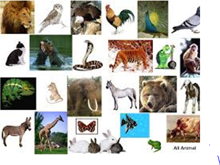 Detail Gambar Fauna Sederhana Nomer 43