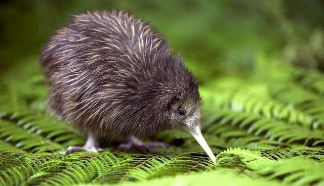 Detail Gambar Fauna Selandia Baru Nomer 3