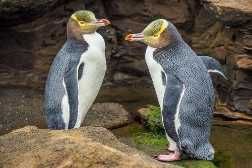 Detail Gambar Fauna Selandia Baru Nomer 30