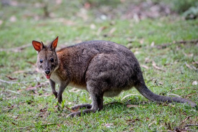 Detail Gambar Fauna Tipe Australis Nomer 24