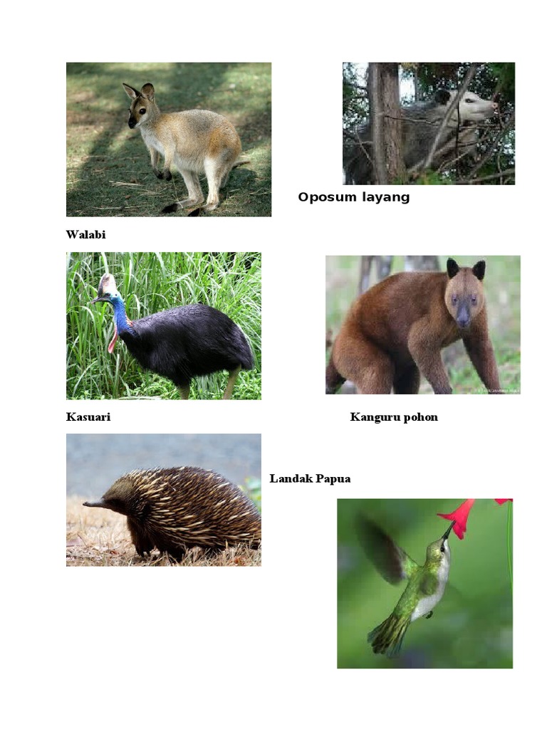 Detail Gambar Fauna Tipe Australis Nomer 25