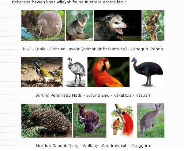 Detail Gambar Fauna Tipe Australis Nomer 4