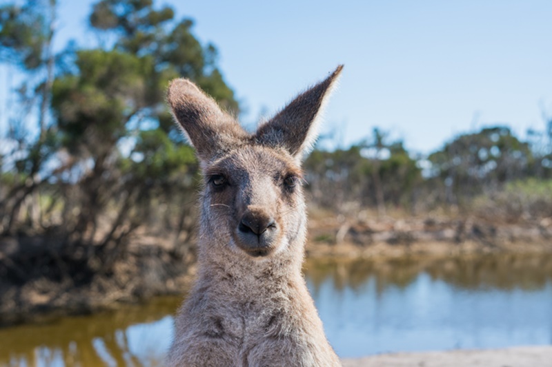 Detail Gambar Fauna Tipe Australis Nomer 45