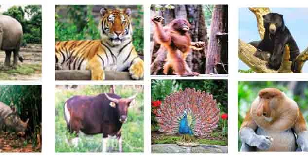 Download Gambar Fauna Tipe Peralihan Nomer 19