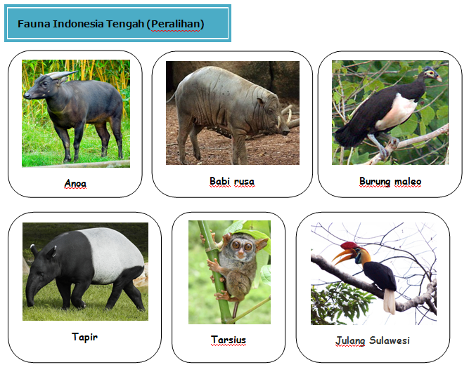 Detail Gambar Fauna Tipe Peralihan Nomer 53