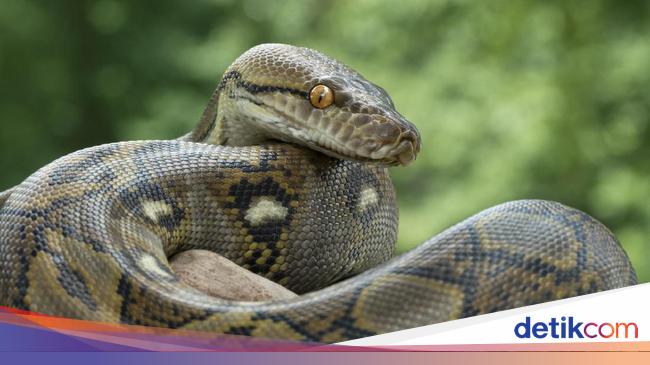 Detail Gambar Fauna Ular Nomer 43