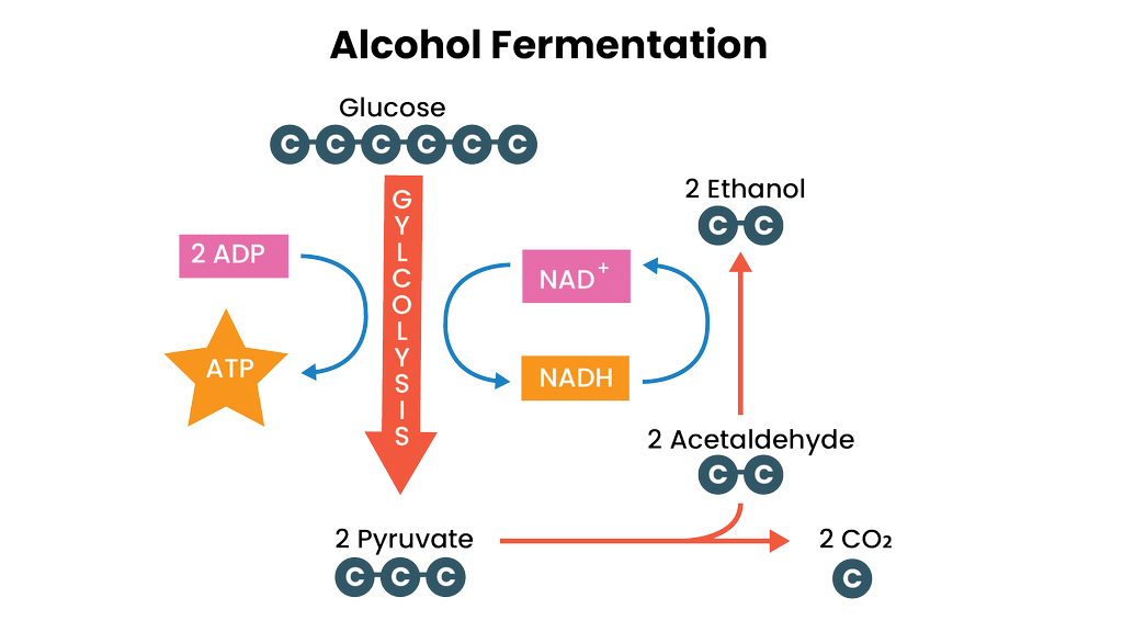 Detail Gambar Fermentasi Alkohol Nomer 2