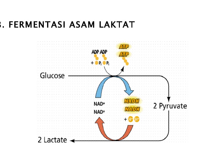 Detail Gambar Fermentasi Alkohol Nomer 12