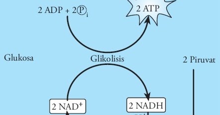 Detail Gambar Fermentasi Alkohol Nomer 14