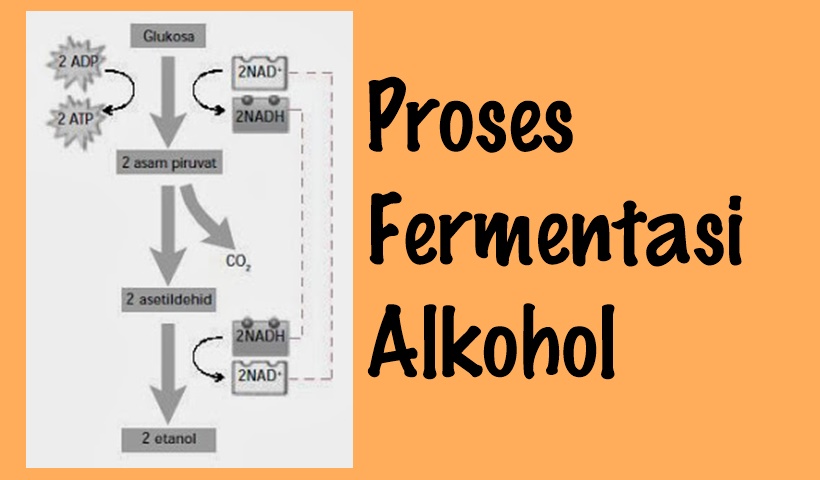 Detail Gambar Fermentasi Alkohol Nomer 4