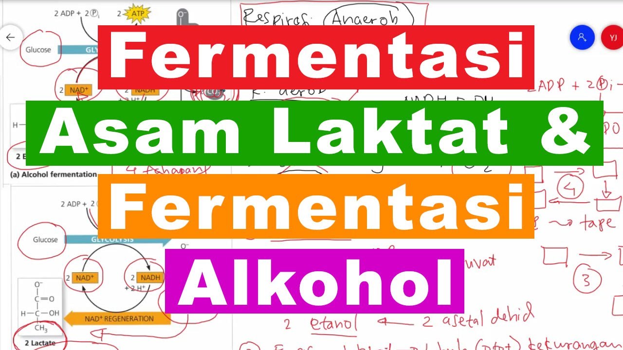 Detail Gambar Fermentasi Alkohol Nomer 48